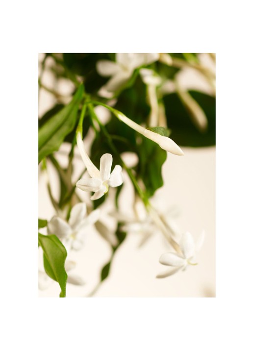 Rituals Sweet Jasmine XXXL geurkaars 6000 gram - voorkant 2 goud