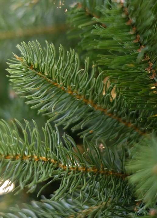 Van Der Gucht Feel Real® Bayberry® kerstkunstboom 228 cm - achterkant 3 groen