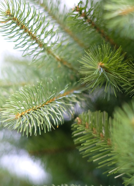 Van Der Gucht Poly Bayberry Slim kunstkerstboom 213 cm - detail 3 groen