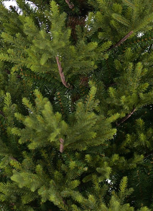 Van Der Gucht Sami Mountain Spruce kunstkerstboom 183 cm - voorkant 4 groen