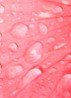 Honey Infused Hair Perfume - haarparfum - Wild Rose