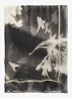 Sjaal met print - Dark Grey-0532 / Grijs