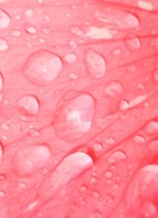 Honey Infused Hair Perfume - Haarparfum - Wild Rose